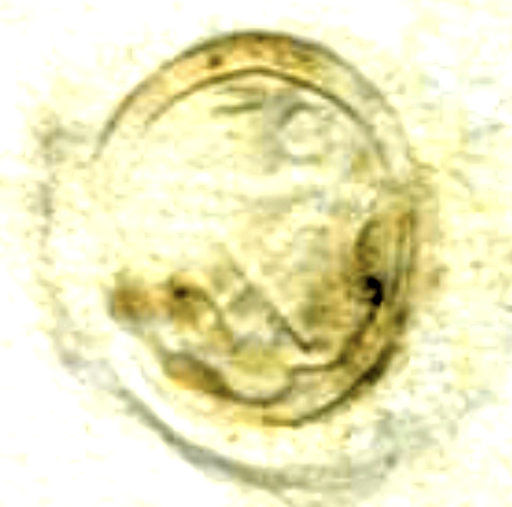 image.png.01fc226bd13560cb0dba33d7e59dd500.png